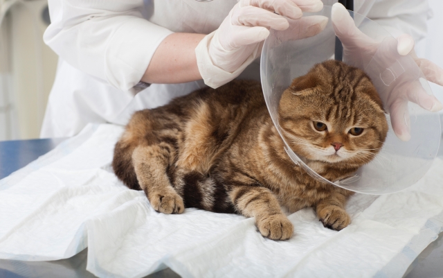 『愛玩動物看護師の動物愛護・適正飼養分野での活躍推進説明会の動画配信およびオンライン開催について』ニュース画像