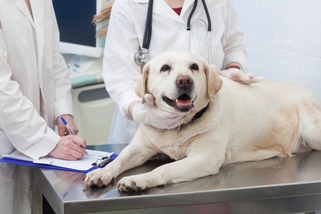 『第1回動物診療助手認定試験　試験問題の公開について』ニュース画像