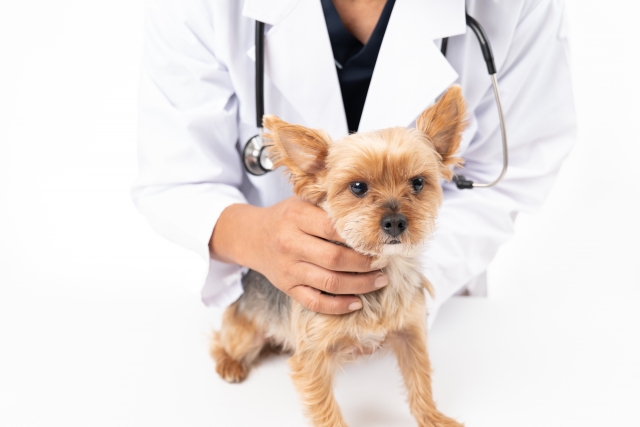『動物診療助手の「現状届出報告」について』ニュース画像
